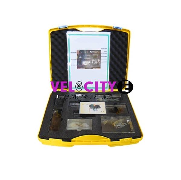 Animal Models and Pictures Lab Kit