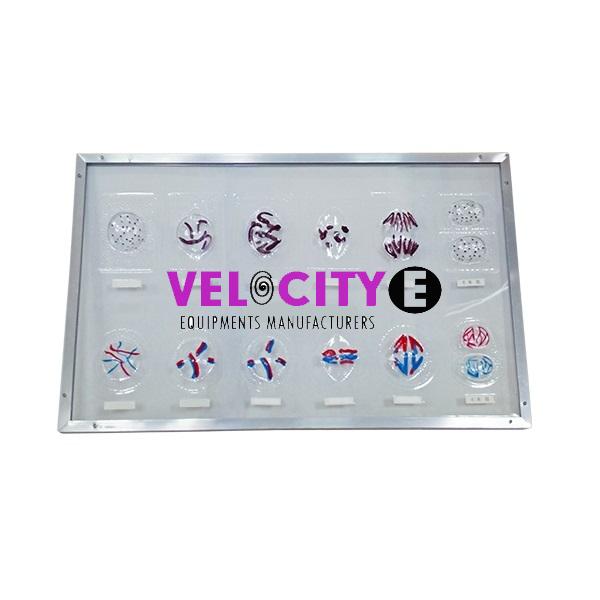 Animal and Plant Cell Mitosis