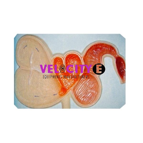 Bovine Stomach Human Model