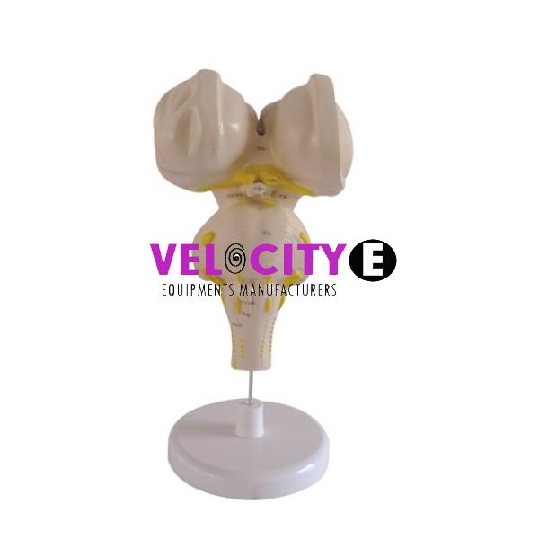 Brainstem Model