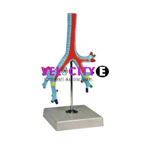 Bronchial Model
