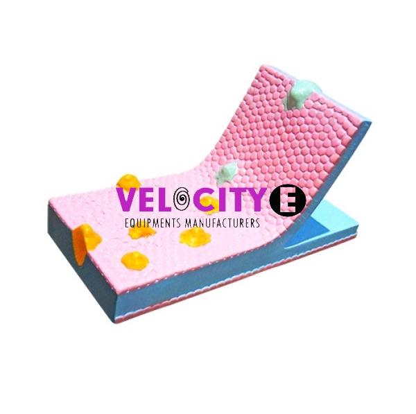 Cell Fluid Mosaic Model