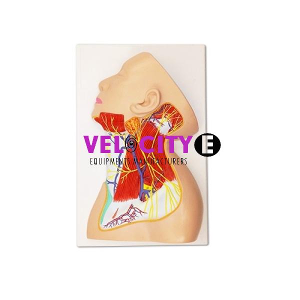 Cervical Nerve Model