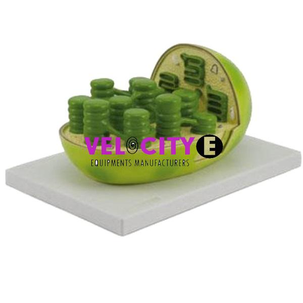 Chloroplast Model