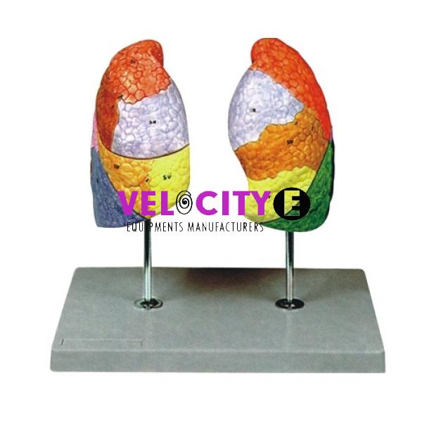Color Lung Model