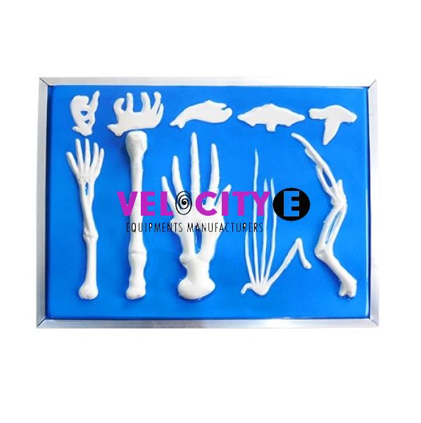 Comparison Model of Vertebrate Pectoral Limb