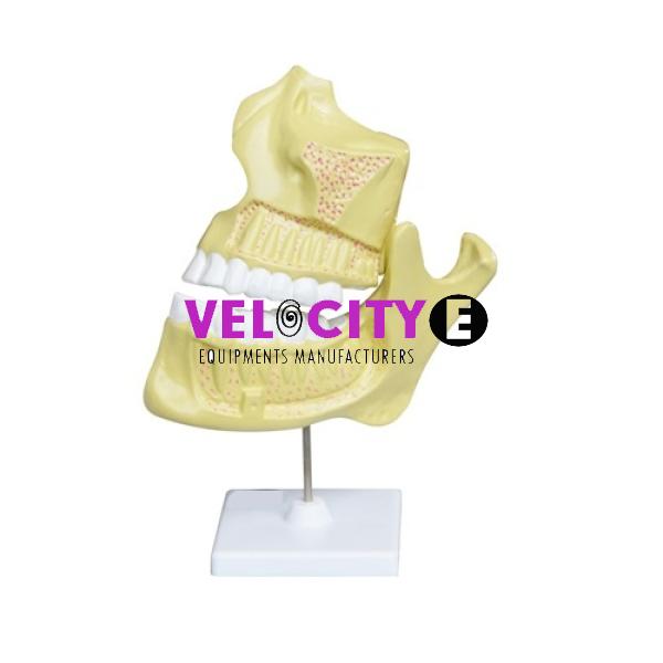 Dentition of Children