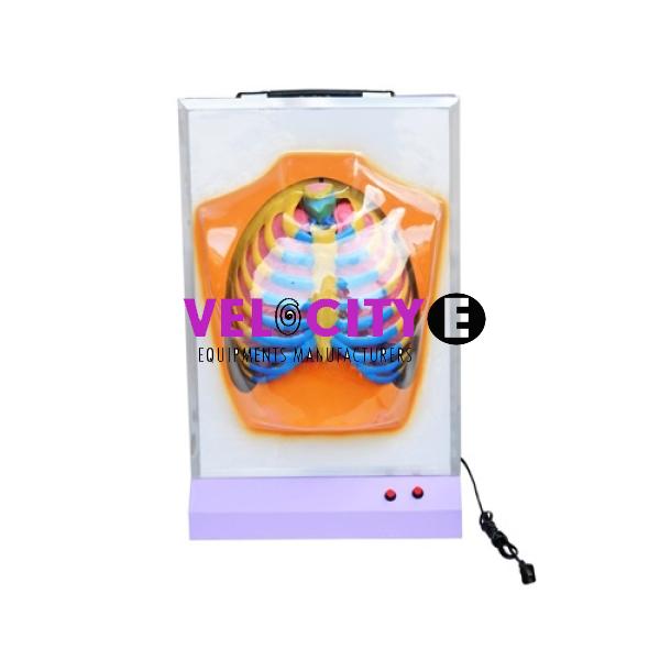 Diaphragmatic Movement Model