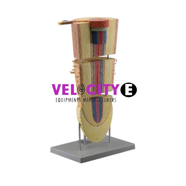 Dicotyledon Plant Root Model