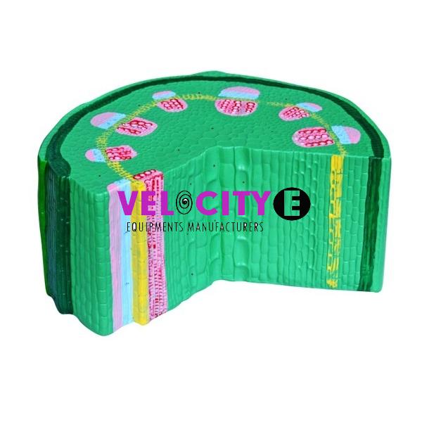 Dicotyledon Plant Stem Model