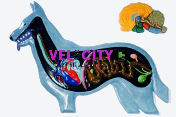 Dog Anatomy Model