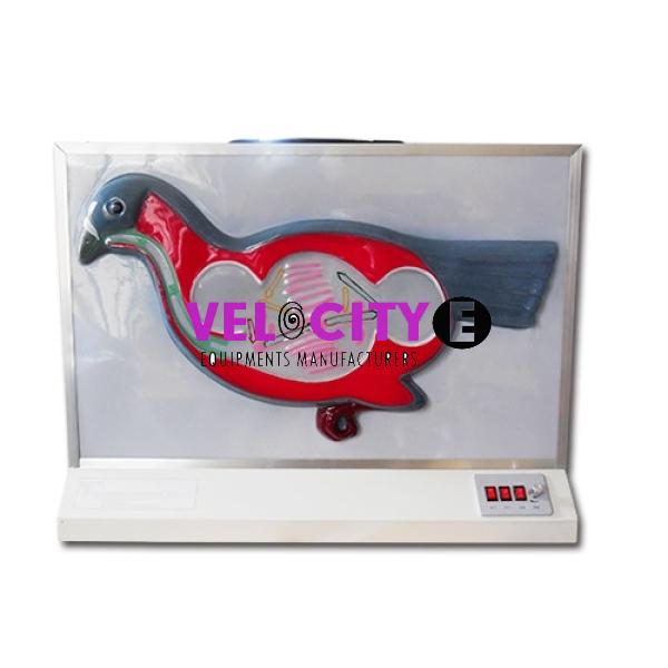 Domestic Pigeon Dual Respiration Demonstrator