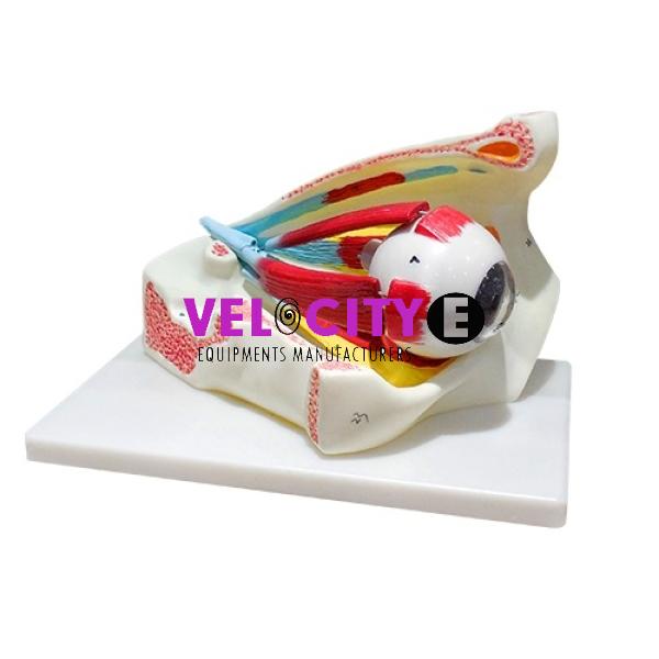 Eyeball Model with Orbit