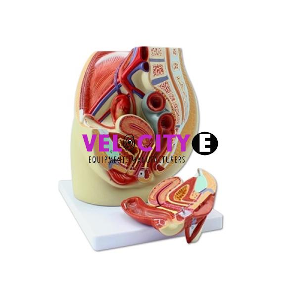 Female Pelvic Anatomy Model