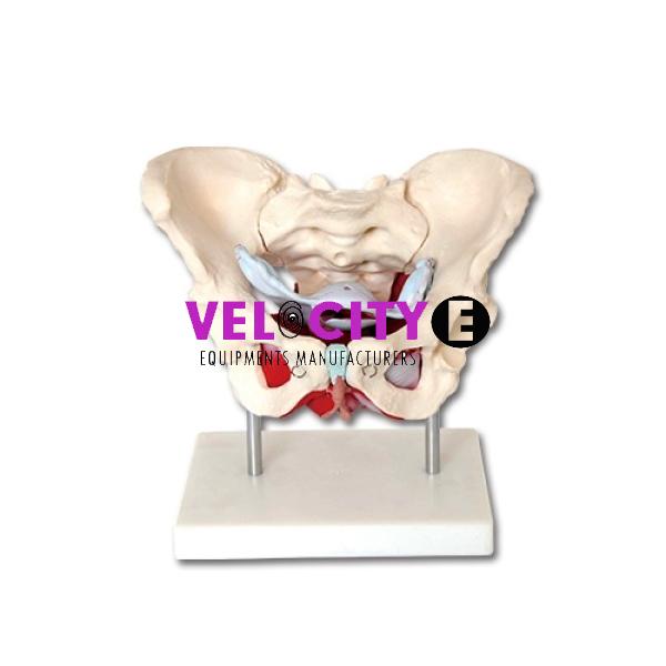Female Pelvis and Pelvic Floor Muscle Model