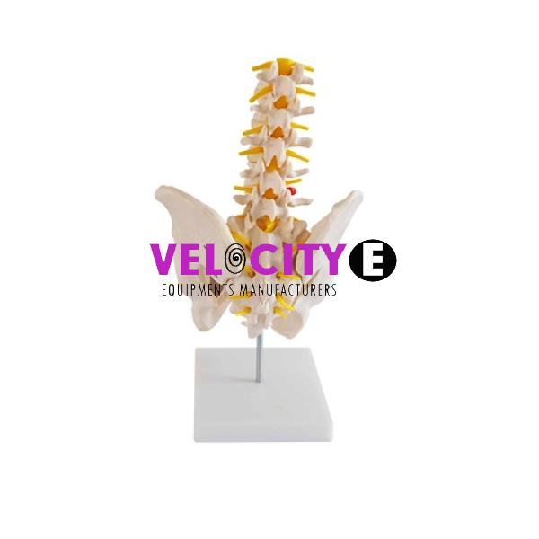 Five Lumbar Spine Models of The Natural Larg