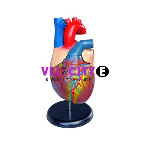 Five Times Heart Anatomy Model