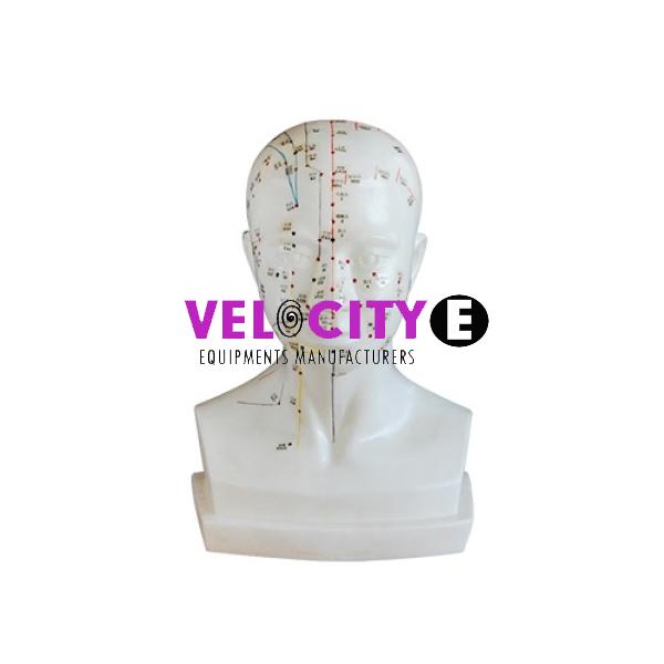 Head Acupuncture Point Model