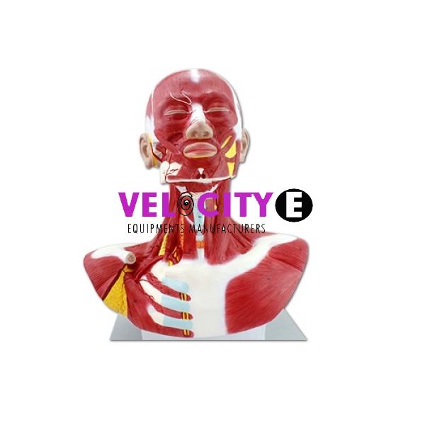 Head and Neck Model