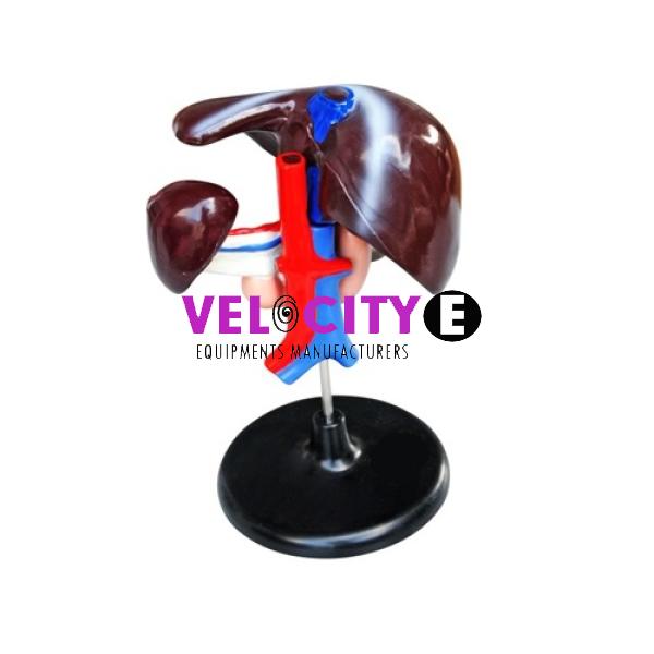 Hepatoduodenal Model