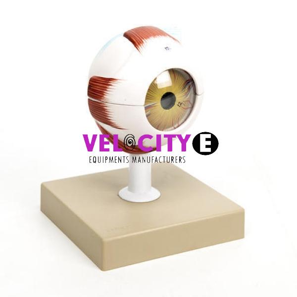 Human Eye Model