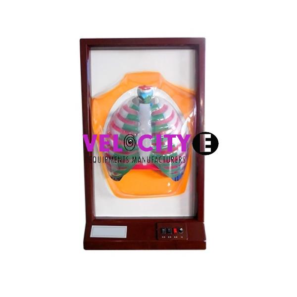 Human Respiratory Motion Model