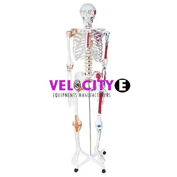 Human Skeleton Model With Nerve Ligament Muscles 170cm