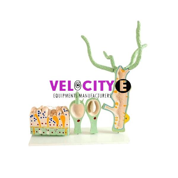 Hydra Anatomical Model