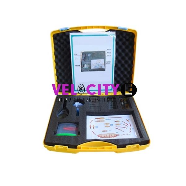 Insect Breeding and Life Cycle Lab Kit