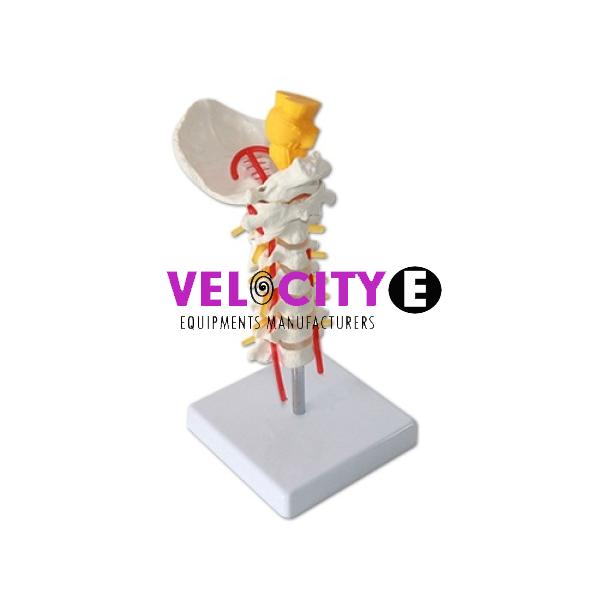 Model of Occipital Cervical Spinal Cord