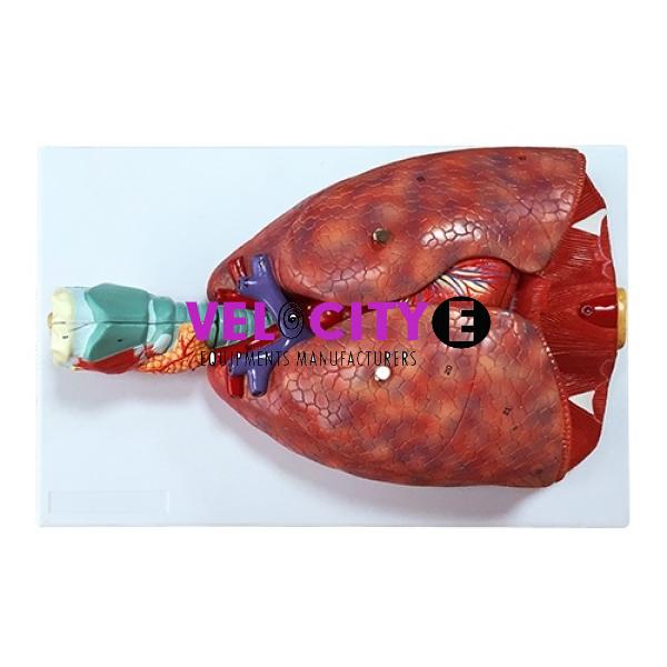 Model of Throat Heart and Lung