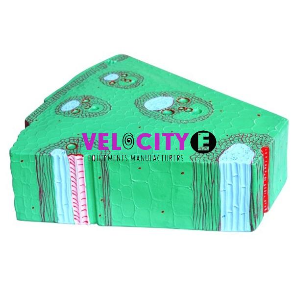 Monocotyledon Plant Stem Model