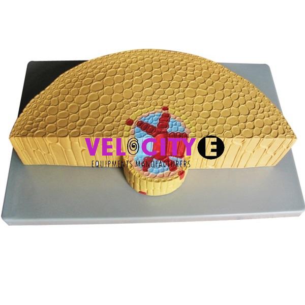 Monocotyledon Root Model