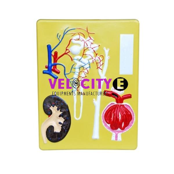 Nephron Renal Corpuscle