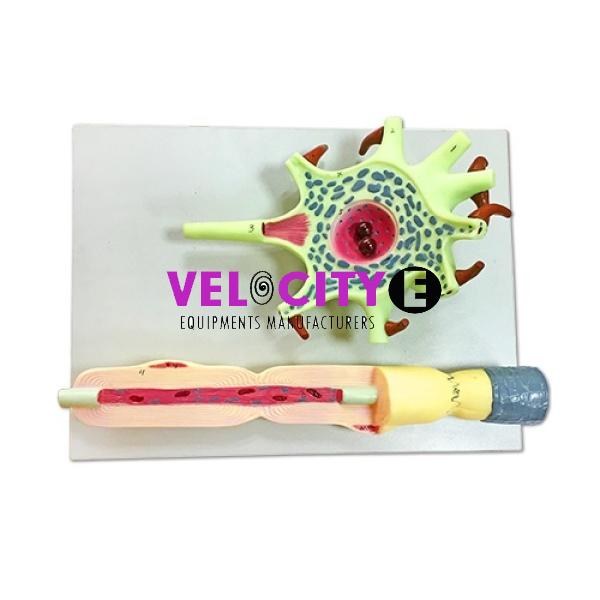 Neuronal Cells Model