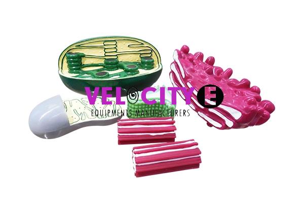 Organelle Structure Model