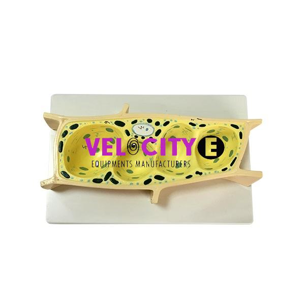 Plant Cell Model