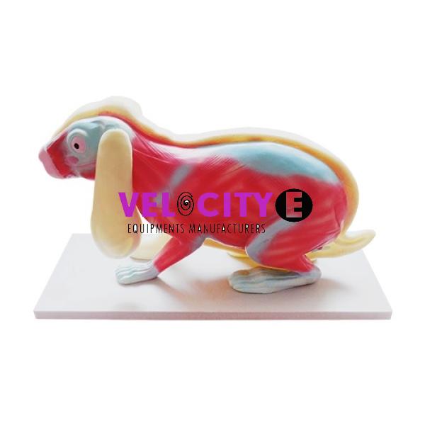 Rabbit Model