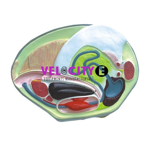 Riverbank Anatomy Model