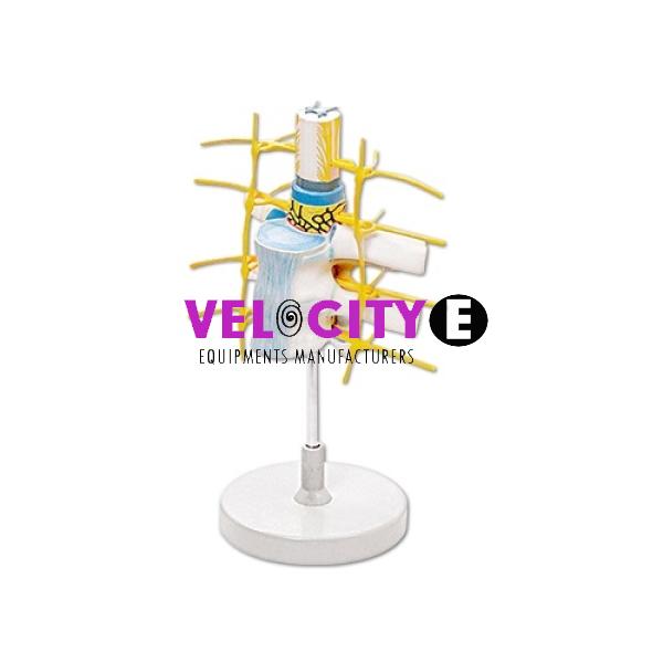 Spinal Cord and Spinal Nerve Spinal Cord