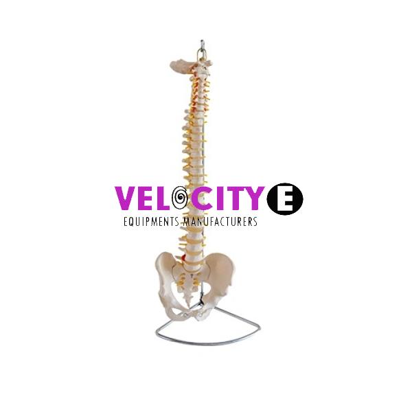 Spine and Femoral Basin Model