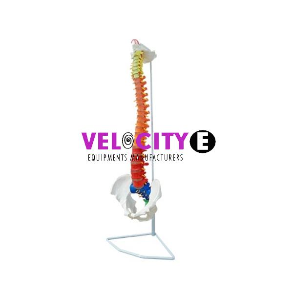 Spine and Pelvis Model
