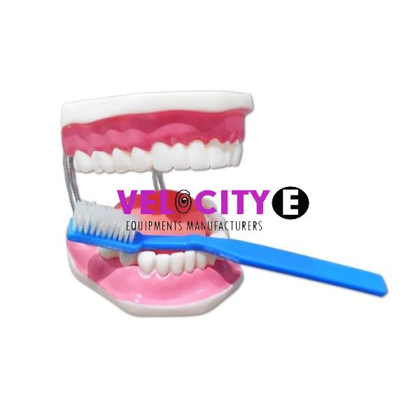 Teeth Care Model