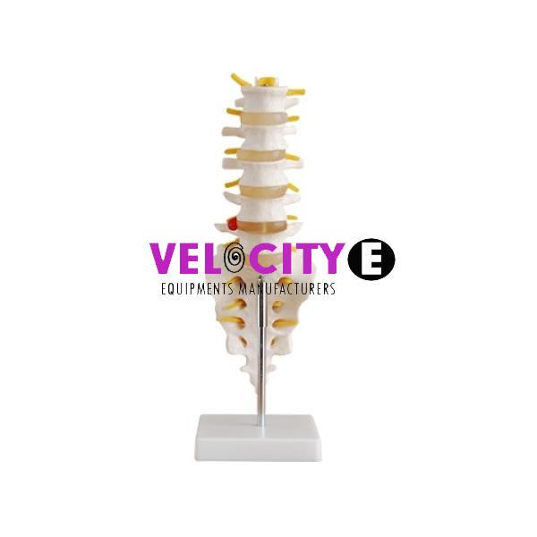 The Tail Vertebrae Model of Lumbar Belt