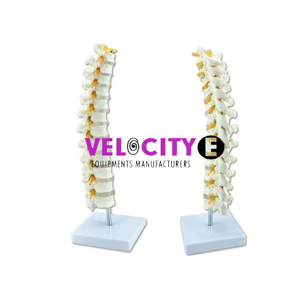 Thoracic Spinal Cord Model