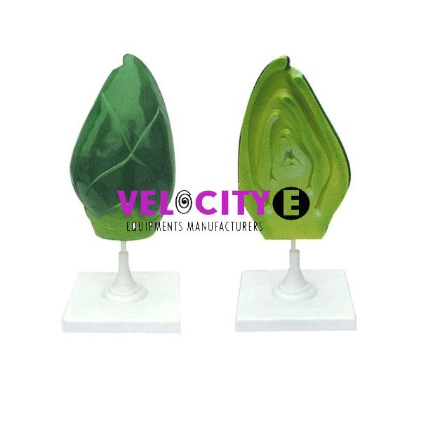 Tooth Structure Model